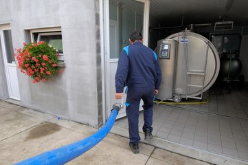 Collecte lait dans une ferme. Déroulage du tuyau vers le tank réfrigéré