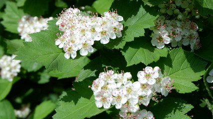 white flowers in spring