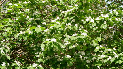 green grass in the garden