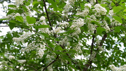 white flowers in the garden