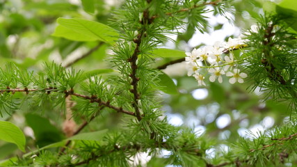 green leaves in the forest