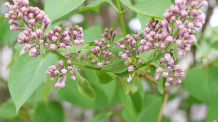 lilac flowers in spring