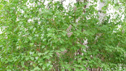 cherry trees in may