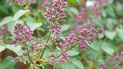 lilac flowers in the garden