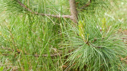 green pine needles
