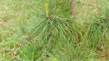 cedar needles