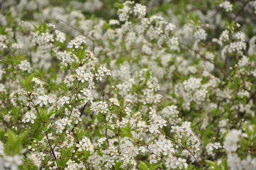 Весна пришла