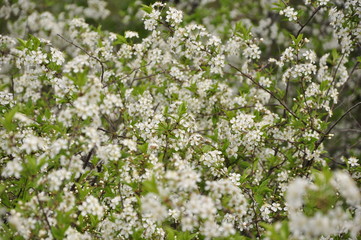 Весна пришла