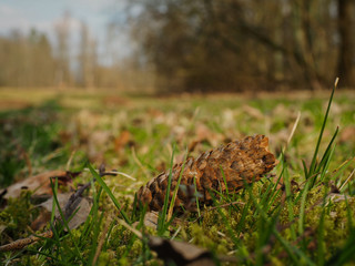Pinecone in the grass. Macro foto, forest