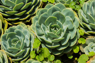 green succulent plant