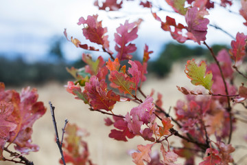 cherry blossom in spring
