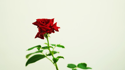 Red rose with green stem on white background