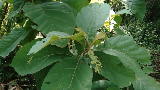 Green teak (Tectona grandis Linn f., Burmese teak, jati, Nagpur teak) with natural background. This plant is a tropical hardwood tree species placed in the flowering plant family  Lamiaceae.
