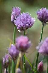 Fototapeta premium Blühender Schnittlauch (Allium schoenoprasum)