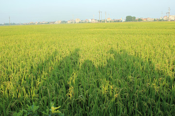 Fototapeta na wymiar Green rice field in a sunny day with blue sky in Vietnam countryside, Vietnam landscapes, asia