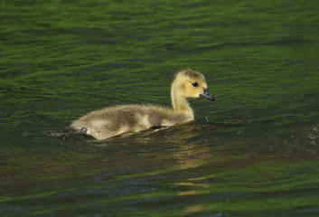 A cute Canada Geese Goslings, Branta canadensis, swimming on a lake in spring.