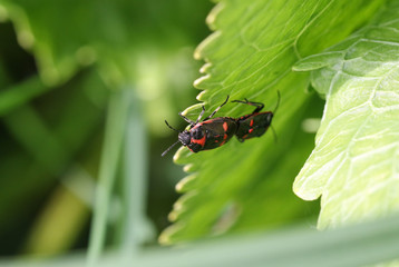 A mating pair of Brassica Shieldbug, Eurydema oleracea, perching on a Horseradish plant leaf in the springtime in the UK.