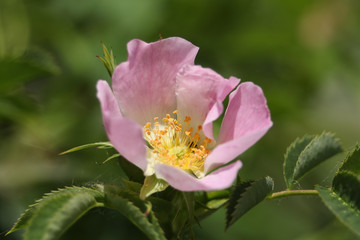 A pretty wild Dog Rose flower, Rosa canina, growing in the countryside in the UK.