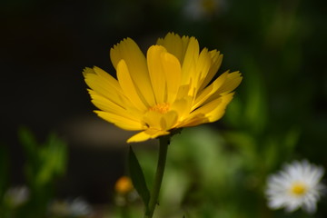 Obraz premium Blühende Ringelblume (Calendula officinalis)