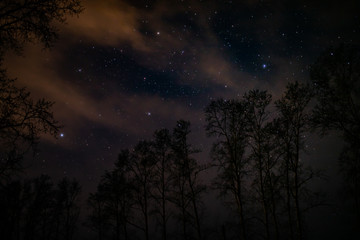 Night sky, stars, clouds and trees.
