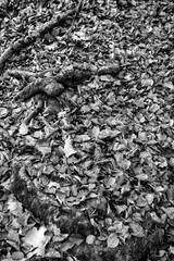tree roots and fallen leaves over the mosses