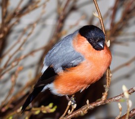 
Rescued bullfinch from a cat