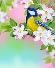 bird tit sits on a branch of a blossoming apple tree, white spring flowers, buds, macro, blurred background, soft focus, Easter festive sunny day