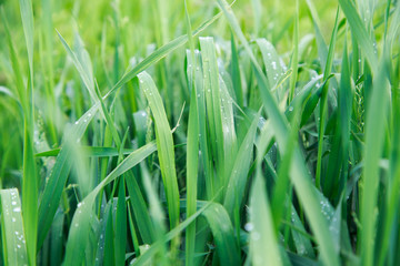 Lush green grass. Spring background. Drops of dew on the leaves. Copy space. Fresh bright texture.