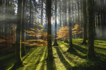 Fototapete bei efototapeten.de bestellen   