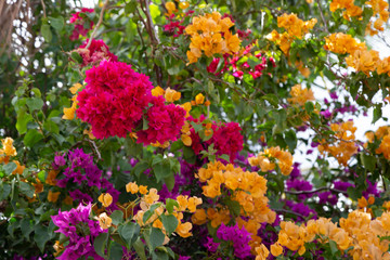 Obraz premium The colorful plants and flowers on the island of Madagascar