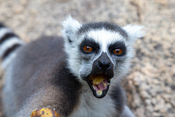 The funny ring-tailed lemurs in their natural environment