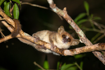 A small mouse lemur looks down from a branch at night