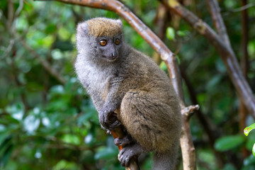A little lemur on the branch of a tree in the rainforest