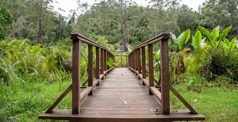 Naklejka na ściany i meble A beautiful wooden bridge in the middle of the jungle