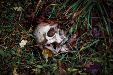 A human skull in the grass is buried under autumn leaves. Fake skull close - up in natural background.