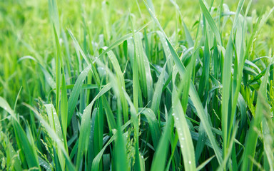 Obraz premium Lush green grass. Spring background. Drops of dew on the leaves. Copy space. Fresh bright texture.
