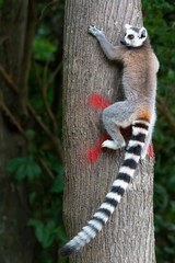 Naklejka premium A ring-tailed lemur climbs a tree trunk