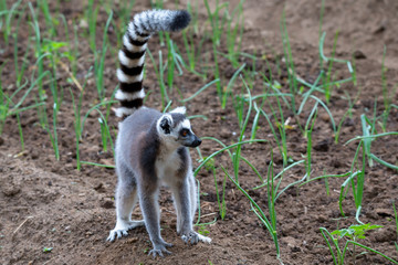 A ring-tailed lemur hops around in the fields of the locals