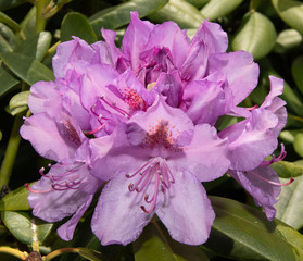Blüte eines lilafarbigen Rhododendron