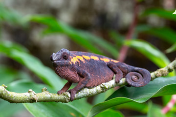 An earth-colored chameleon on a branch
