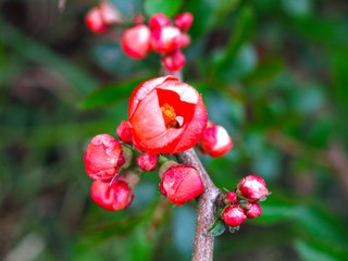 Japanese quince blooms red in the garden