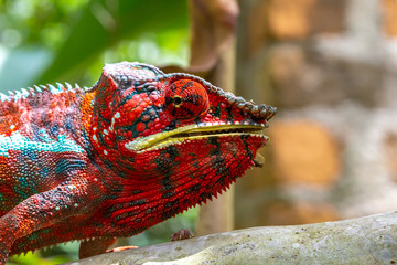 Colorful chameleon on a branch in a national park on the island of Madagascar © 25ehaag6