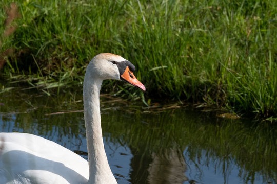 One white swan with orange beak, swim in a pond. Head and neck only. Reflections in the water. With shadows on the swan