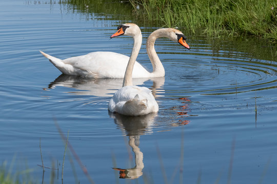 Two white swans with orange beaks swim in a pond, the sun shines on the feathers. Reflections in the blue water