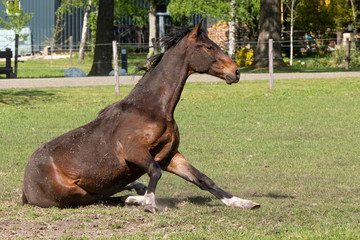 A young brown stallion horse on a horse farm having fun, getting up from rolling in the grass on a warm spring day