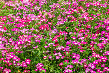 Pink flowers are blooming and prolific flowering consistently all summer, Nature photos. Selective focus.