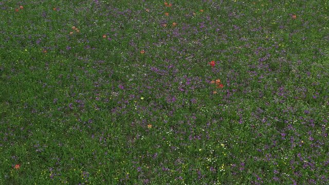 Purple and White Wildflowers in a Prairie, Bryan, Texas, USA