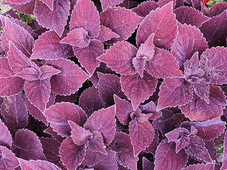 purpur leaves