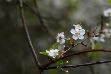Apple tree lines