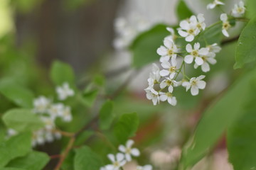 Bird-cherry tree